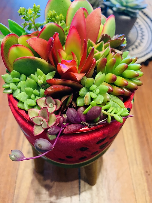 Sunshine Succulents - funky strawberry bowls with wooden base - - Image 1