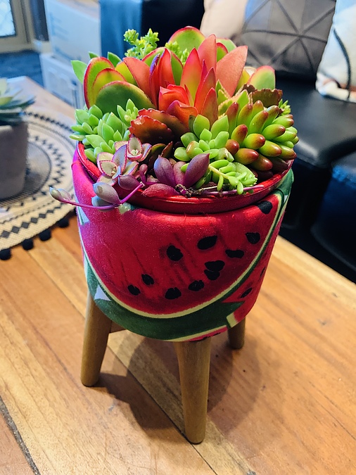 Sunshine Succulents - funky strawberry bowls with wooden base - - Image 2