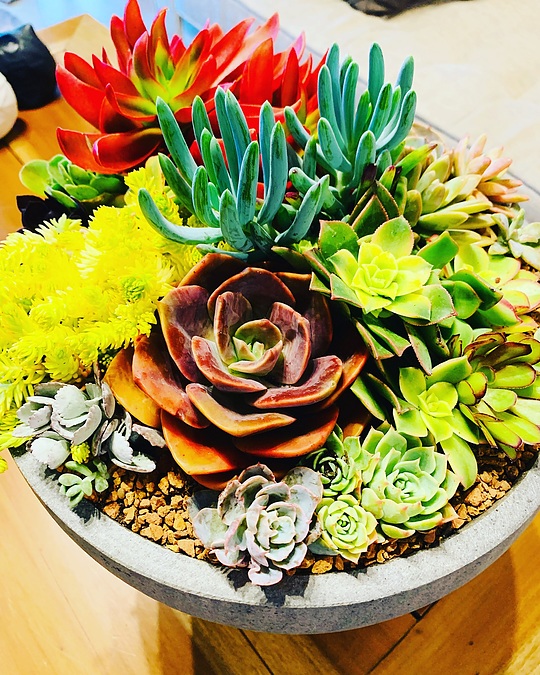 Sunshine Succulents -Charcoal -wok -style -bowl -30cm - - Image 1
