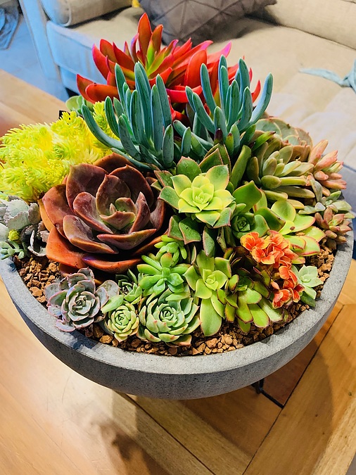 Sunshine Succulents -Gift Pack - Charcoal wok style bowl -30cm + 1 Bottle Moet - Image 2