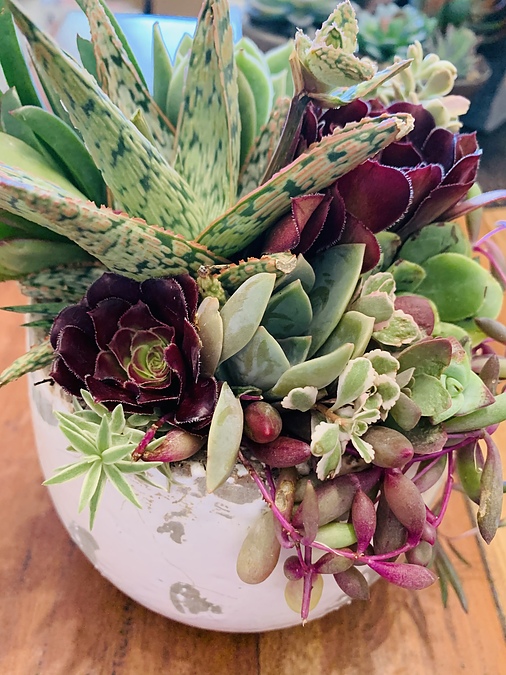 Sunshine Succulents - white rustic bowl 14cm - - Image 2