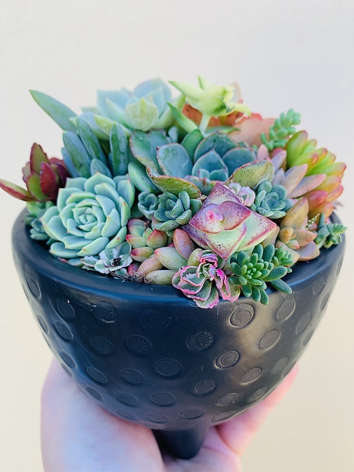 Sunshine Succulents - charcoal succulent bowl  bowl -13cm-diameter - - Image 1
