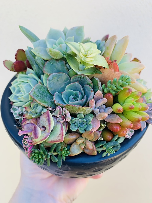 Sunshine Succulents - charcoal succulent bowl  bowl -13cm-diameter - - Image 3
