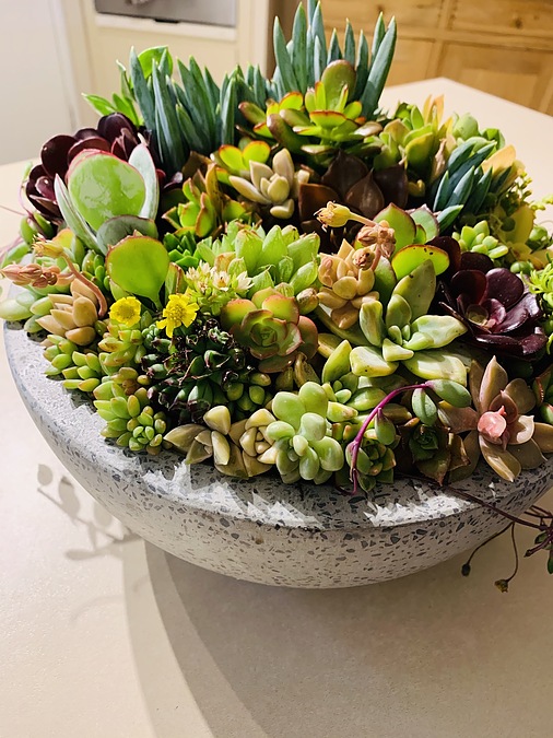 Sunshine Succulents-charcoal-grey 0cm -wok- style -succulent -bowl - - Image 1