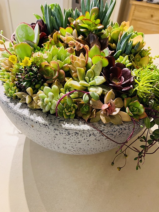Sunshine Succulents-charcoal-grey 0cm -wok- style -succulent -bowl - - Image 3