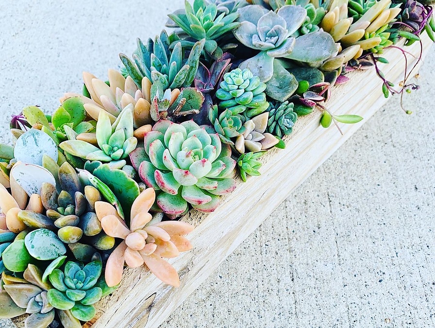Sunshine Succulents-white - rustic - timber - table -runner -55cm - - Image 1
