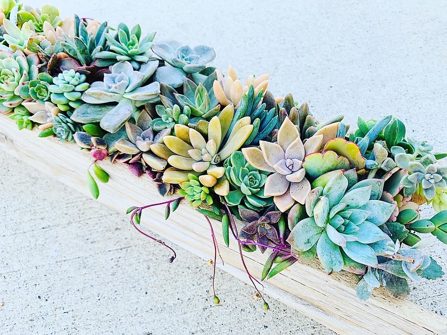 Sunshine Succulents-white - rustic - timber - table -runner -55cm - - Image 3