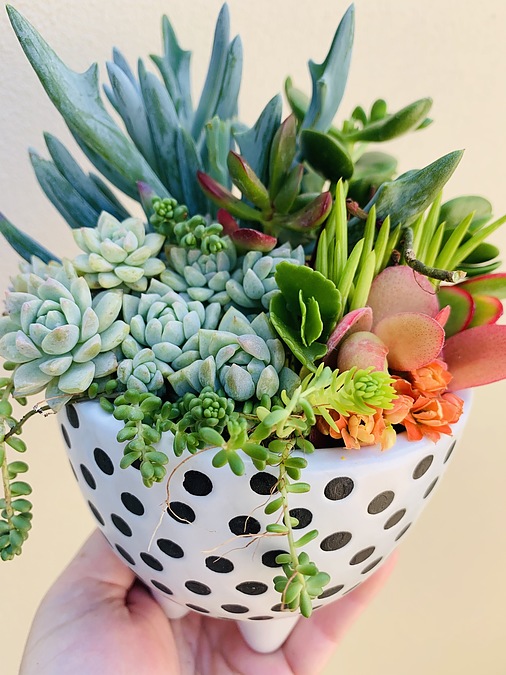 Sunshine Succulents - 13cm poka dot bowl with mini feet - - Image 1