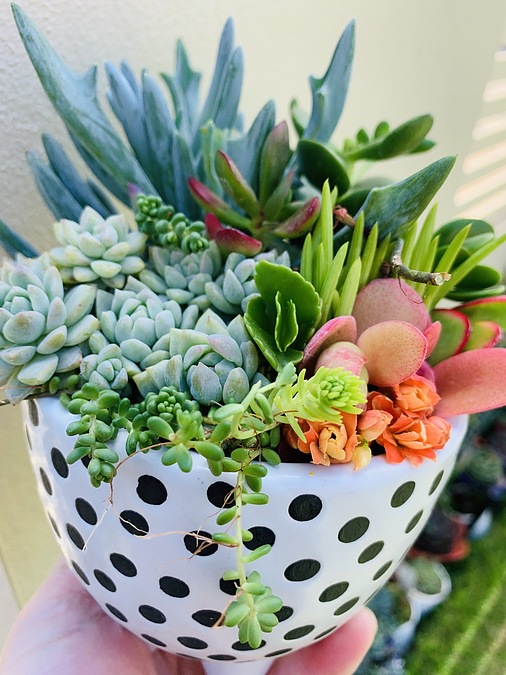 Sunshine Succulents - 13cm poka dot bowl with mini feet - - Image 2