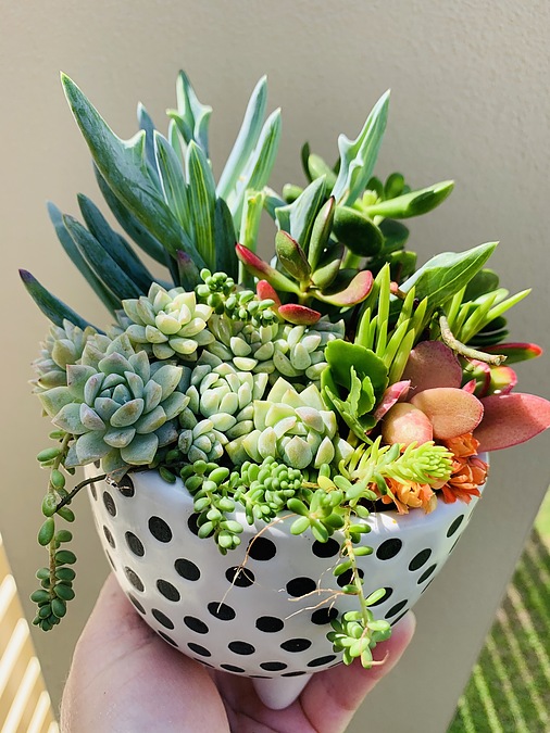 Sunshine Succulents - 13cm poka dot bowl with mini feet - - Image 3
