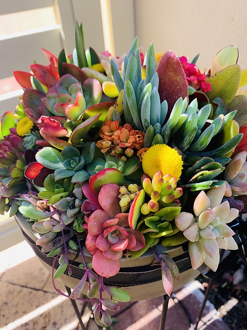 Sunshine Succulents-Urban cement bowl 23cm .@ - Image 3