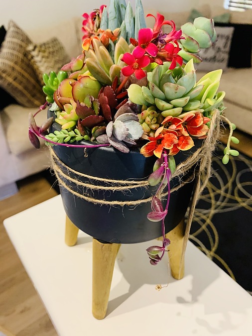 Sunshine Succulents-charcoal 13cm bowl with wooden base  - - Image 2