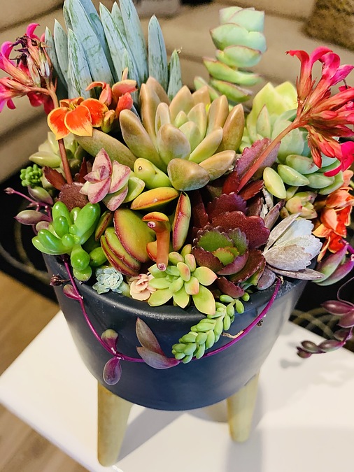 Sunshine Succulents-charcoal 13cm bowl with wooden base  - - Image 3