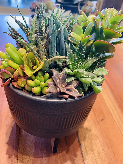 Sunshine Succulents-charcoal 13cm bowl with wooden base - - Image 1