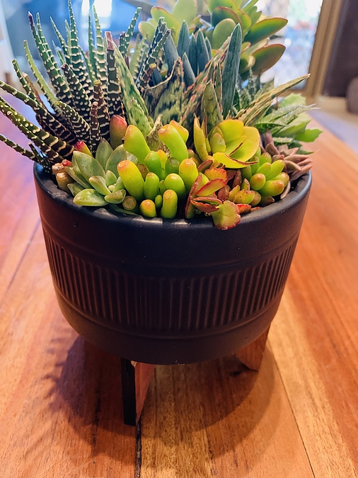 Sunshine Succulents-charcoal 13cm bowl with wooden base - - Image 2