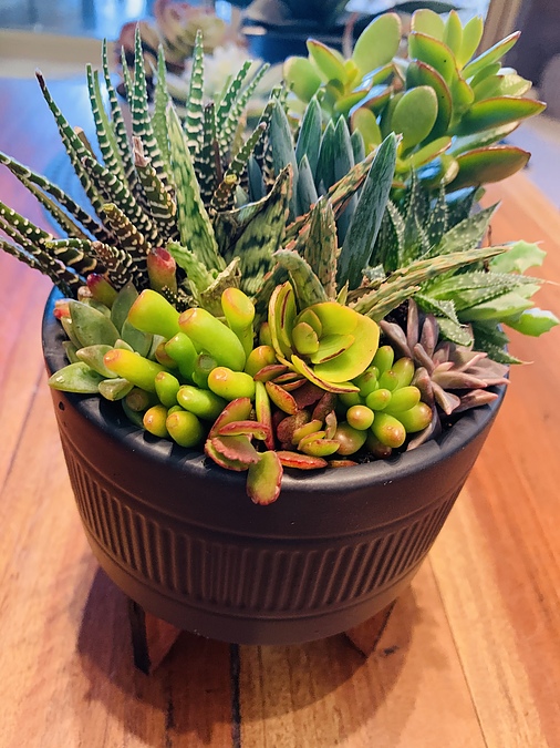 Sunshine Succulents-charcoal 13cm bowl with wooden base - - Image 3
