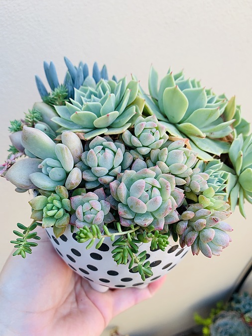 Sunshine Succulents - 13cm poka dot bowl with mini feet - - Image 1
