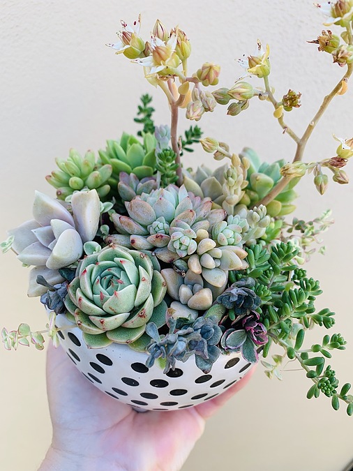 Sunshine Succulents - 13cm poka dot bowl with mini feet - - Image 2