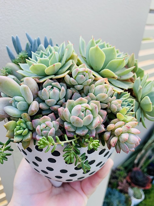 Sunshine Succulents - 13cm poka dot bowl with mini feet - - Image 3