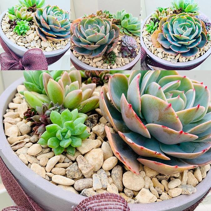 Sunshine Succulents-URBAN 25cm cement bowl with succulent arrangement . - Image 2