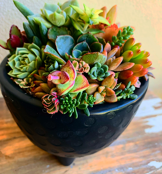 Sunshine Succulents - charcoal -succulent bowl -12cm - - Image 1