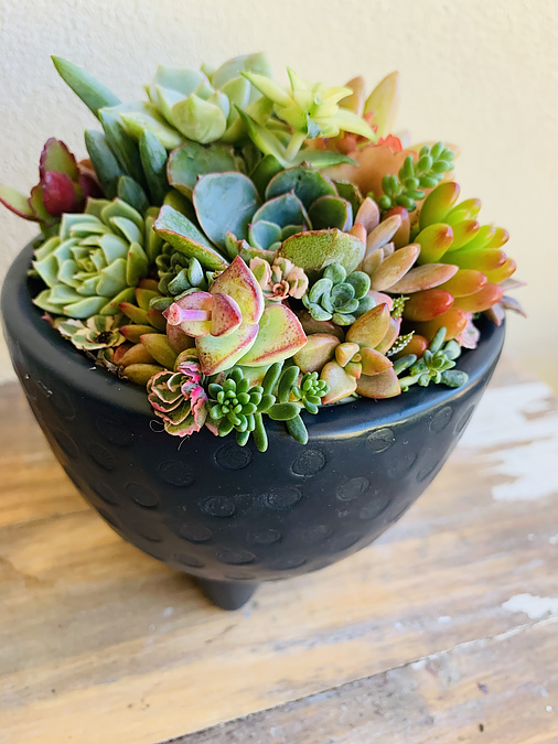 Sunshine Succulents - charcoal -succulent bowl -12cm - - Image 2