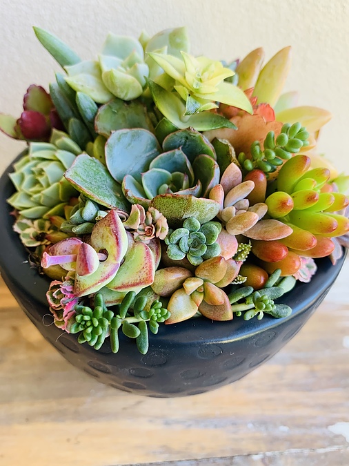 Sunshine Succulents - charcoal -succulent bowl -12cm - - Image 3