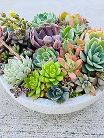 more on Sunshine Succulents-charcoal- 30cm -wok- style -succulent -bowl -
