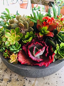 more on Sunshine Succulents- charcoal -wok -style -succulent -bowl -23cm -