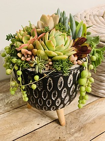 more on Sunshine Succulents-- Rustic bowl with wooden base -