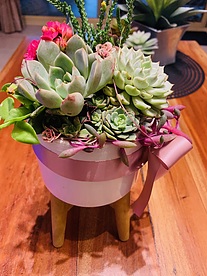 more on Sunshine Succulents -13cm White- bowl -with -wooden -base -