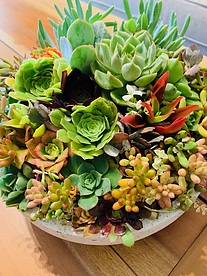 more on Sunshine Succulents-white -light -weight -succulent -bowl -30cm -