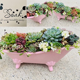 more on Sunshine Succulents pink -Antique -succulent -bath .25cm-