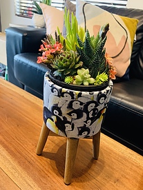 more on Sunshine Succulents funky penguin pot with succulents -