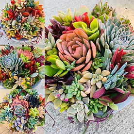 more on Sunshine Succulents mix all lovely bright colours -