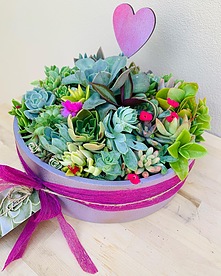 more on Sunshine Succulents-champagne pink  25cm cement bowl -