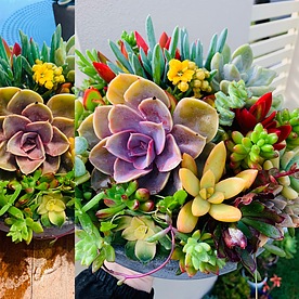 more on Sunshine Succulents-charcoal- 23cm wok- style -succulent -bowl -