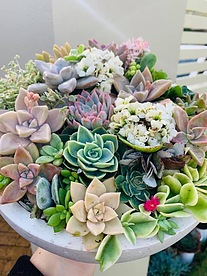 more on Sunshine Succulents-white  30cm succulent bowl -