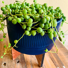 more on Sunshine Succulents - dark blue succulent bowl  bowl -13cm-diameter -