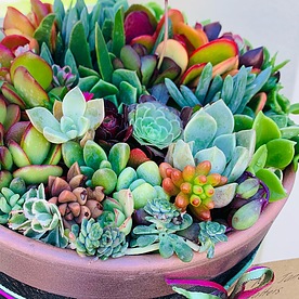 more on Sunshine Succulents-23cm Urban succulent bowl -