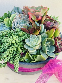 more on Sunshine Succulents-charcoal- 22cm cement bowl -