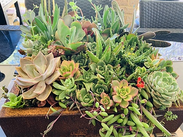 more on Sunshine Succulents-rustic aged steel 36cm in diameter - 7cm - in height -