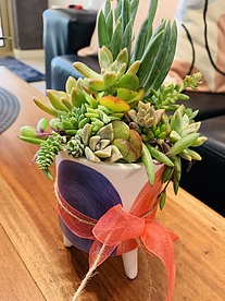 more on Sunshine Succulents-charcoal- 13cm pattern bowl full of succulents -