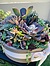 Photo of Sunshine Succulents- urban style cement bowl 25cm - 