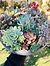 Photo of Sunshine Succulents charcoal -wok -style -succulent -bowl -30cm - 
