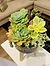 more on Sunshine Succulents-charcoal 13cm bowl with 12cm wooden base  -