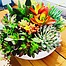 Photo of Sunshine Succulents -White -wok -style -succulent -bowl -23cm - 