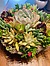 Photo of Sunshine Succulents- rustic cement 22cm round bowl - 
