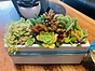 more on Sunshine Succulents white rectangular planter box 20cm -