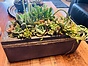 Photo of Sunshine Succulents - charcoal -succulent bowl -26cm 